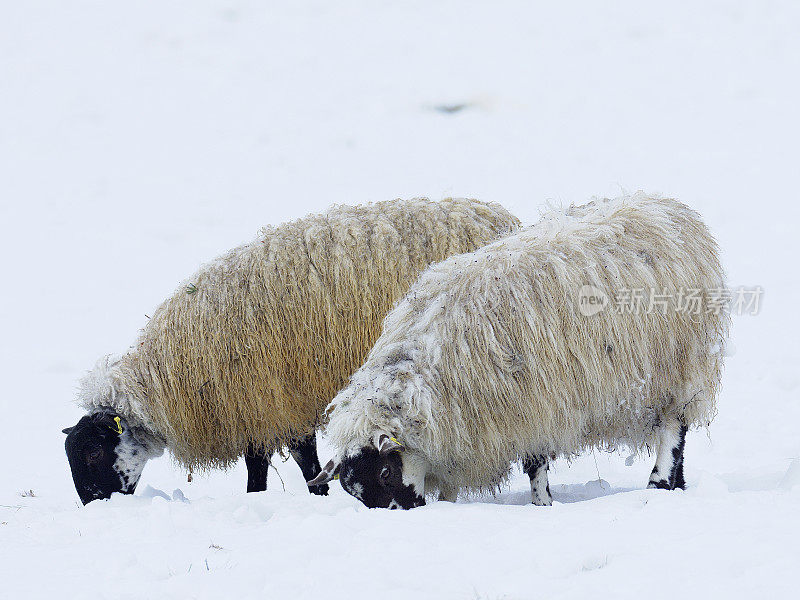 两只黑脸羊在雪地里