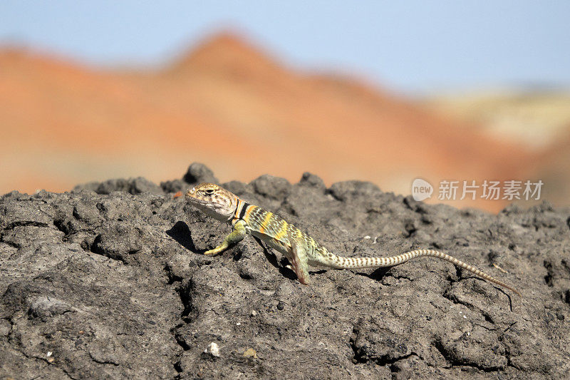 领蜥蜴红色砂岩山比斯提德纳津荒野沙漠新墨西哥州