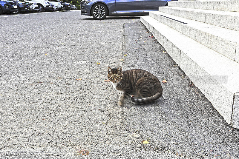 猫突然回头