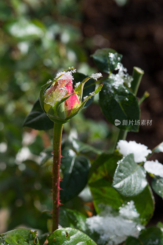 黄色玫瑰的花蕾，芝加哥和平，在加拿大的雪下