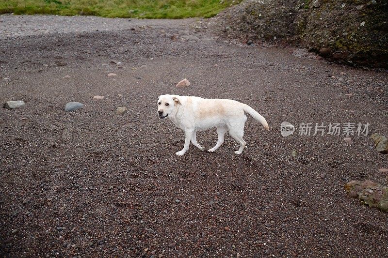 苏格兰海岸线上的拉布拉多寻回犬