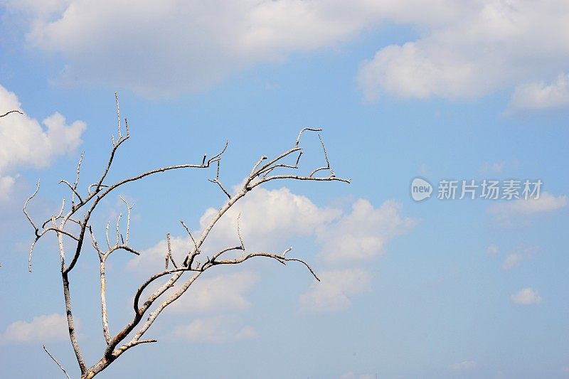 干燥的树在天空的背景