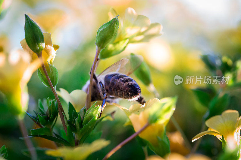 近距离观察蜜蜂在草地上给野花授粉