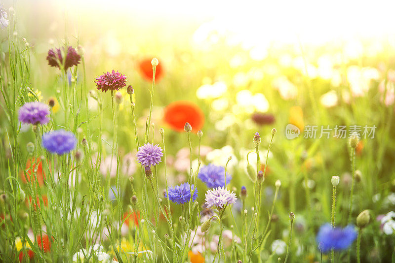 夏日花园里的野花