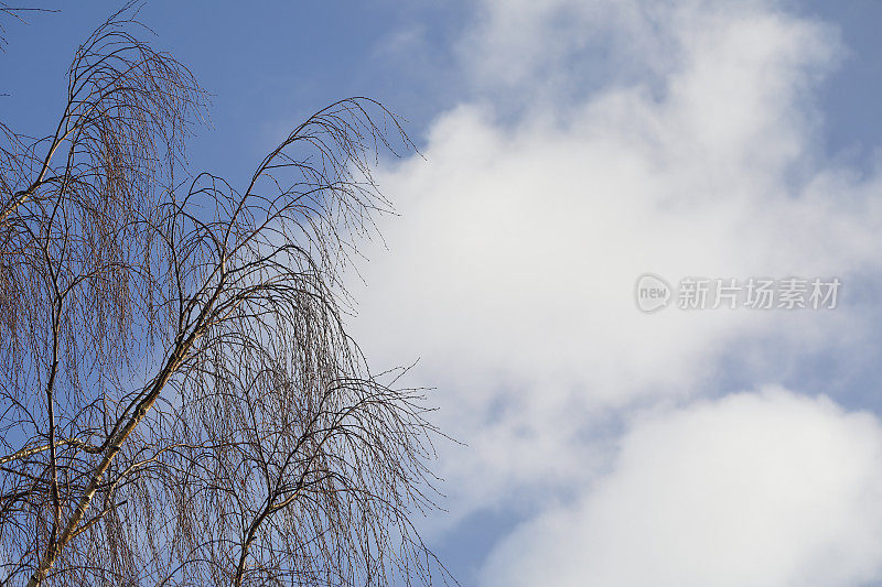哭泣的银桦，蓬松的白云
