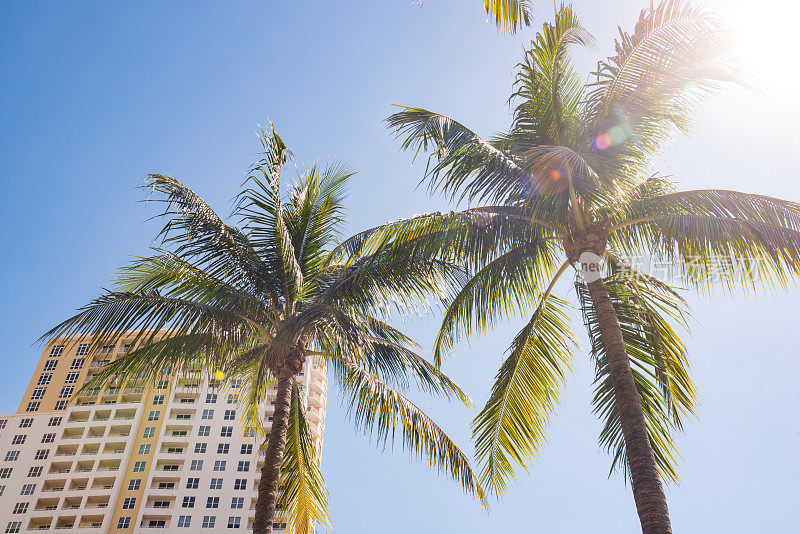 阳光和棕榈树在市中心的佛罗里达州劳德代尔堡酒店