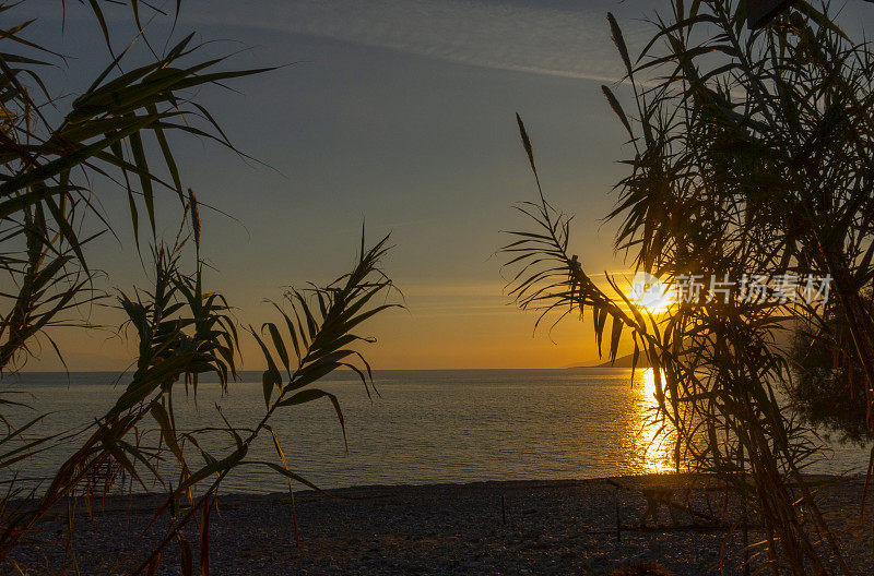 日落时在大海前的芦苇