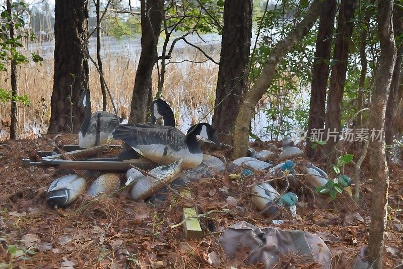 死鸭和鹅