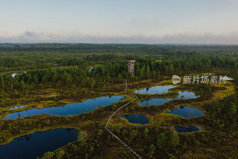 爱沙尼亚沼泽的风景