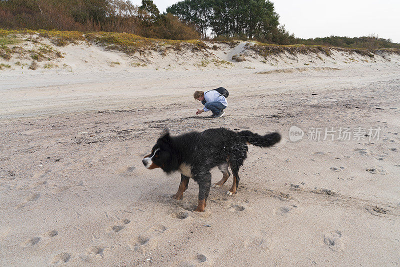 伯恩斯山犬泽南猎犬在沙滩上游泳后摇摇晃晃，而它的主人，一位55岁的成熟活跃的女性，正在沙滩上捡石头。