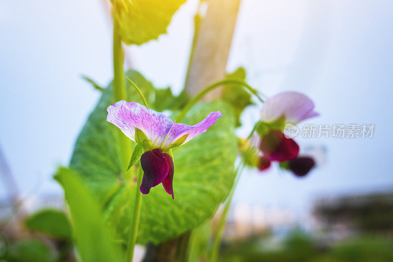 在春天的阳光下，紫色的豌豆花在农田里