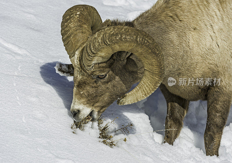 雄性大角羊在冬季进食，加拿大绵羊，黄石国家公园;