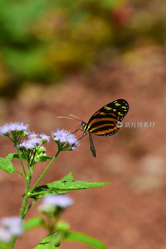 虎翅蝶栖息在花上，喙伸入