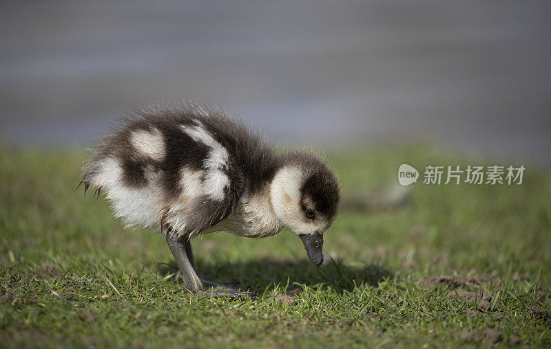 埃及鹅雏饲