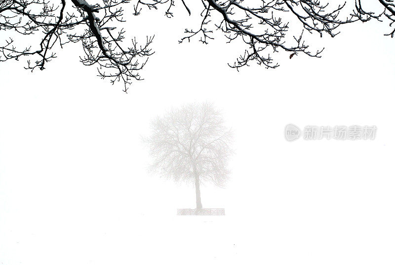 雪中的一棵树