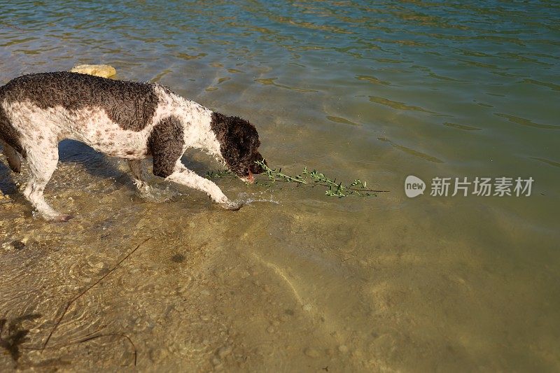 一只母狗在湖里游泳