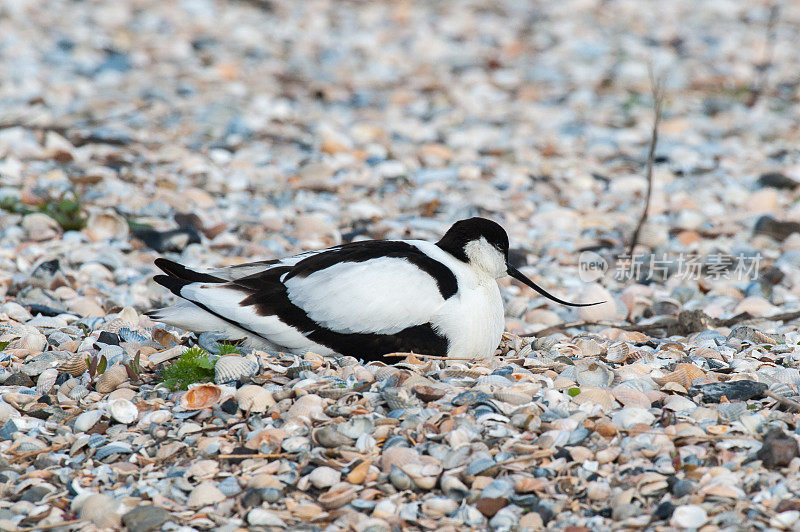 育种avocet