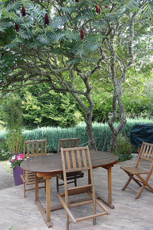 木制的花园桌子在白色漆树的树荫下的家花园