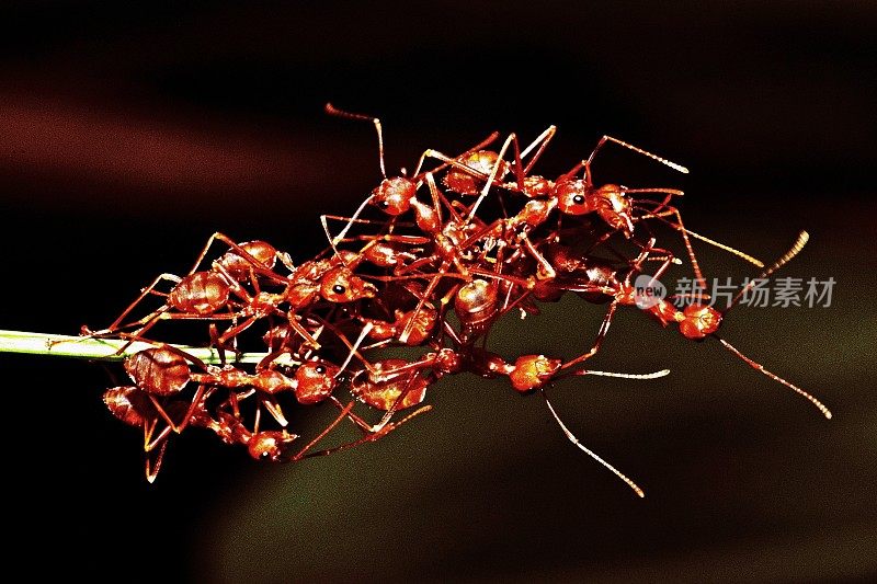 一群蚂蚁爬到树枝的顶端。