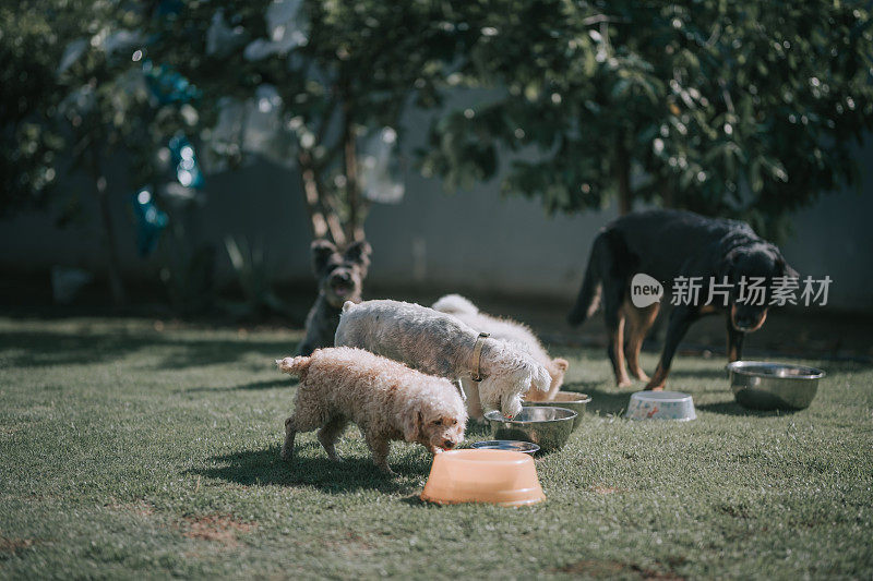 罗tgtweiler，苏格兰梗，玩具狮子狗，博美犬在外面等待喂食的合影