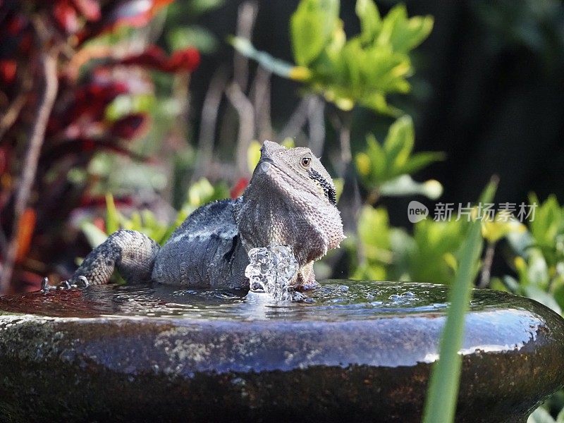 水龙坐在石头喷泉上