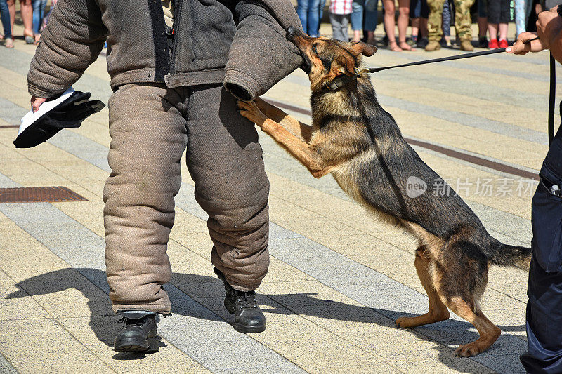 训练中的警犬