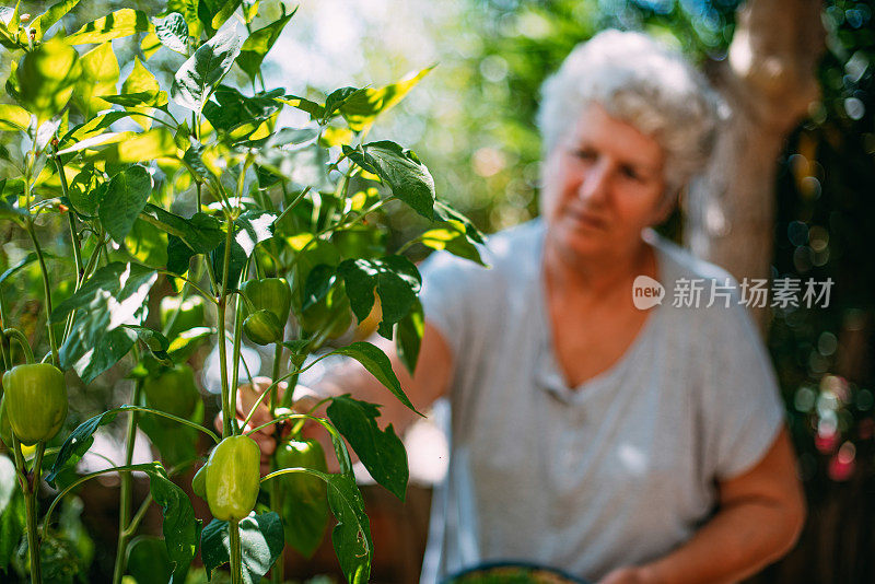 摘青椒的女人