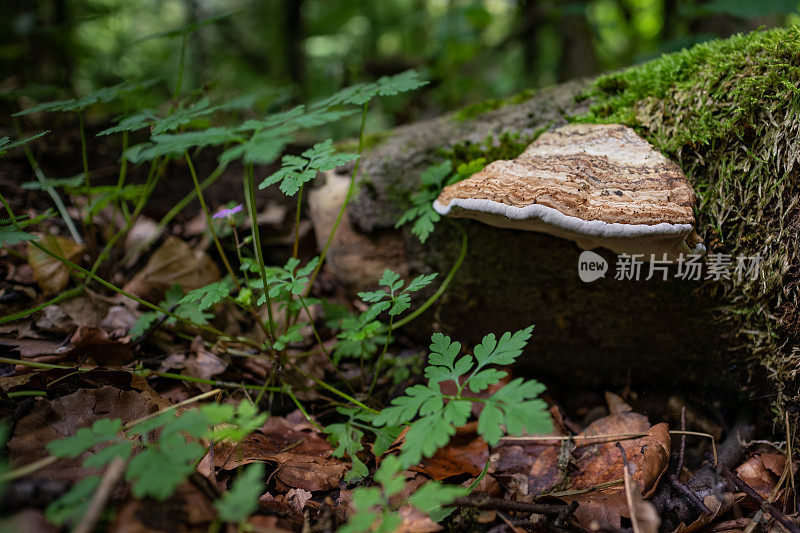 树干上的真菌，覆盖着绿色苔藓。