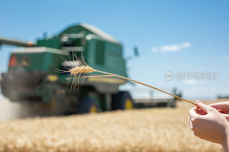 靠近成熟的小麦耳朵，对抗美丽的天空和农业机器