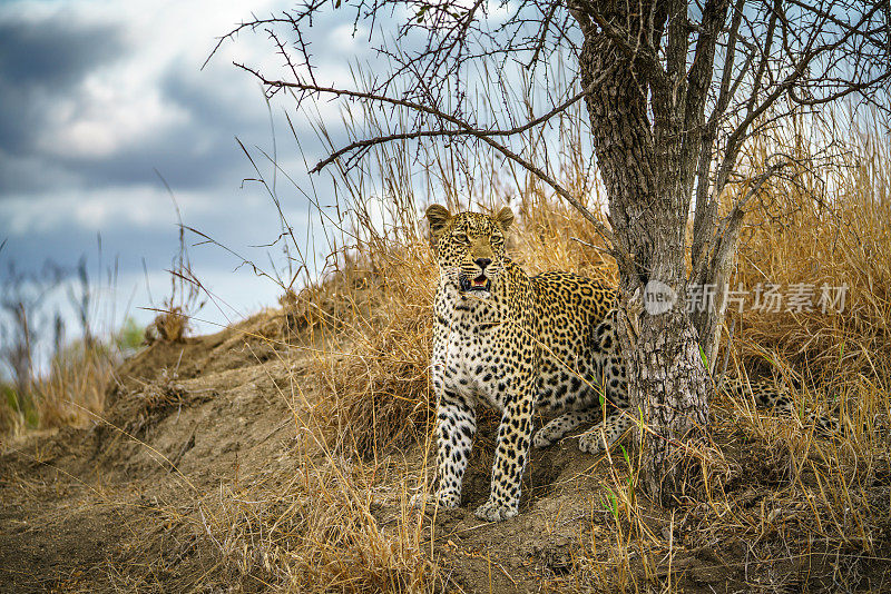 克鲁格国家公园的豹子，南非普马兰加169