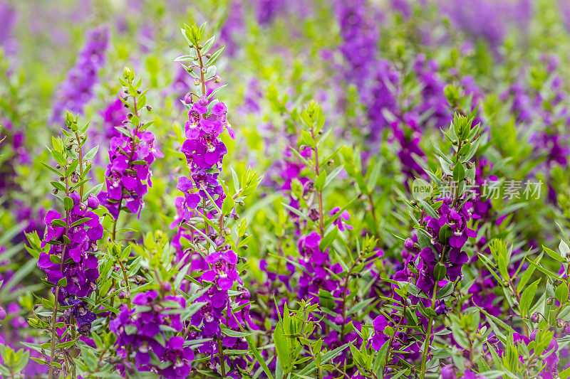 花床背景上的紫色金鱼草花。金鱼草，通常被称为金鱼草，是一种古老的花园宠儿，在最佳凉爽的夏季生长条件下。