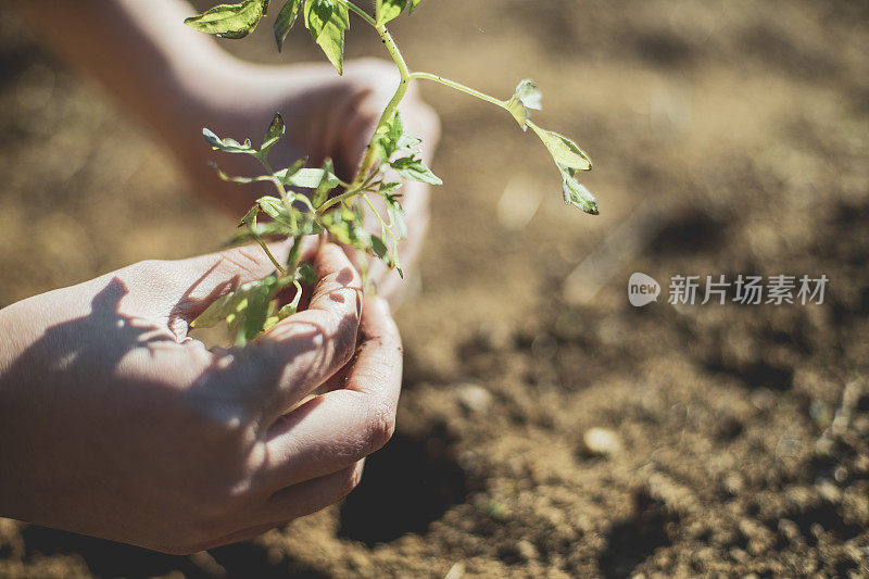 近距离观察种植过程