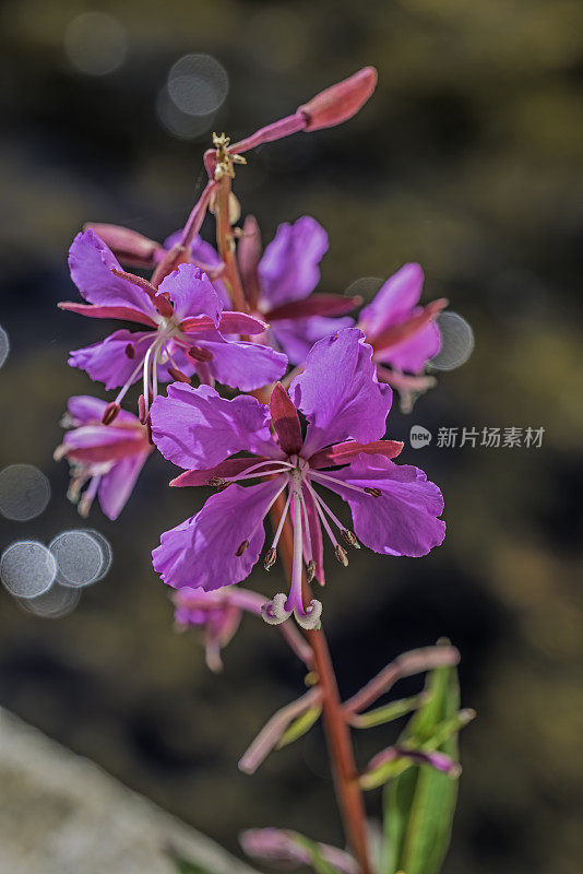 小杨梅，俗称火草，大柳草。洋葱谷，印约国家森林。柳叶菜科。