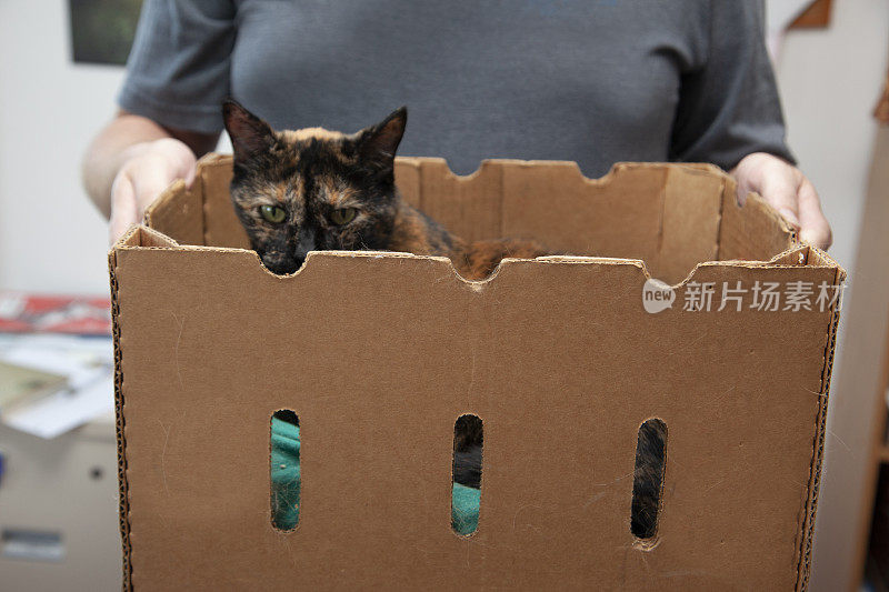 被宠坏的猫被放在盒子里