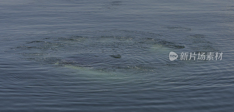 在阿拉斯加东南部的弗雷德里克海湾，用泡沫网和泡沫网喂养座头鲸。最远。泡泡围成一个圈来限制鱼。