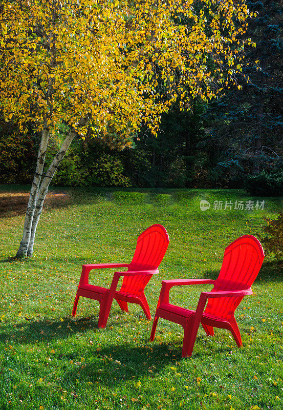 桦树下的红椅子