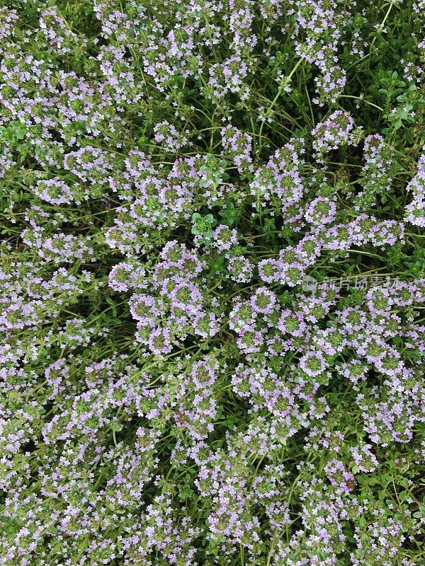 百里香草本植物在花