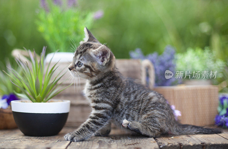 夏日花园里，毛茸茸的灰猫坐在柳条篮子里