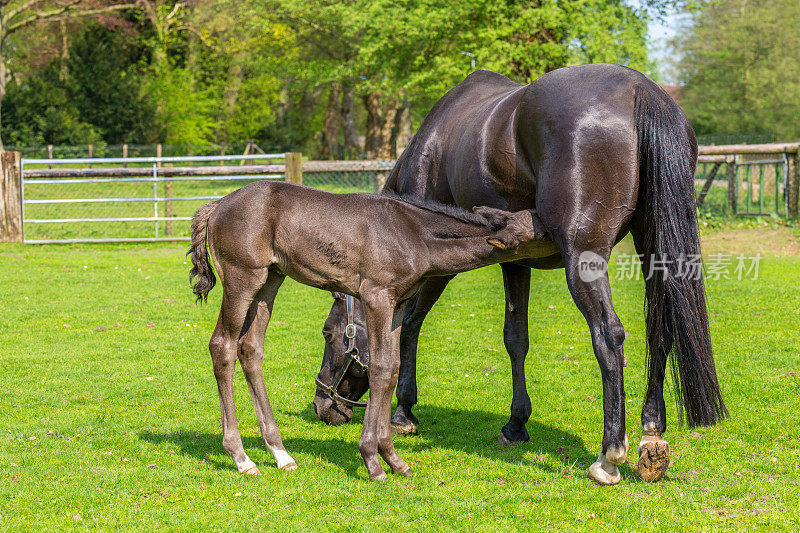 新生的黑色小马驹在草地上喝母马的奶
