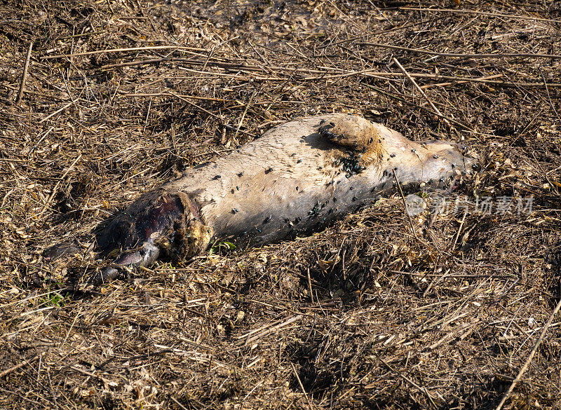 满是苍蝇的死海豹被涨潮冲到了北诺福克沼泽