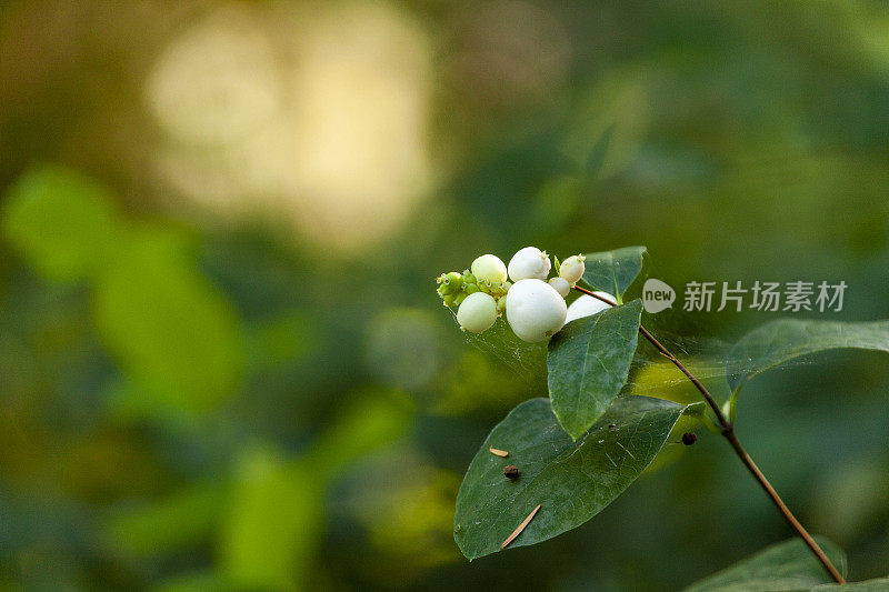 近景的椰果与抽象的背景和复制空间