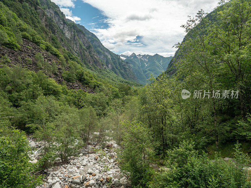 河流和郁郁葱葱的绿色森林，马贾山谷，提契诺