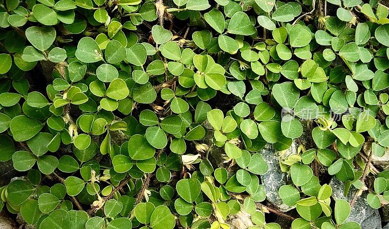 水泥地面上生长的水三叶草