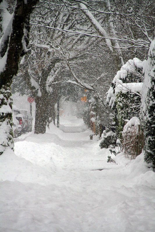 雪地上的树木