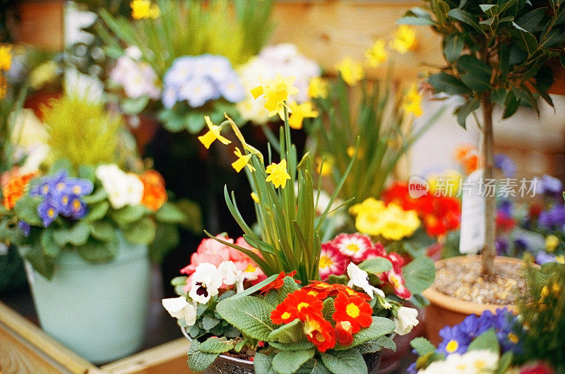 夏季温室内的植物和花卉