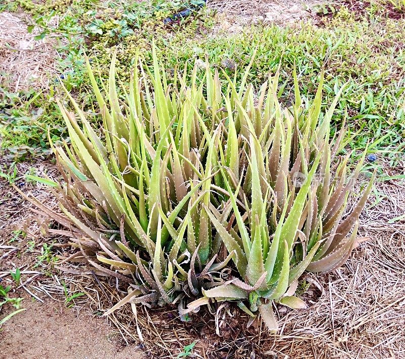 厨房花园中的芦荟植物