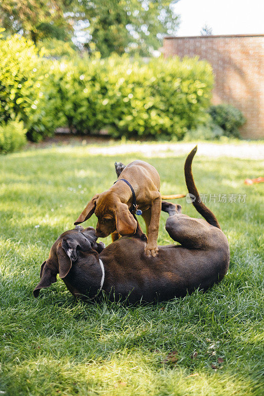小狗和成年狗在花园里玩耍