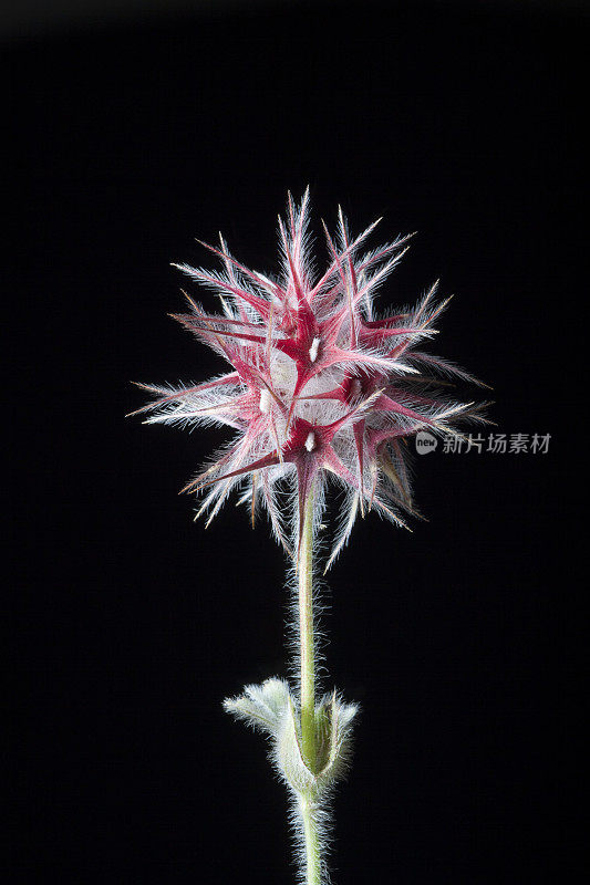 一个干枯的花头的特写照片