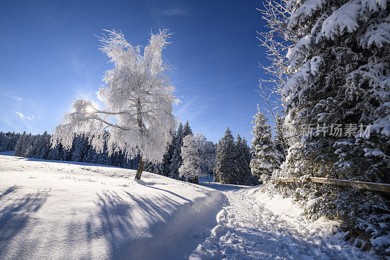 冬天的景色有冰冻的树木