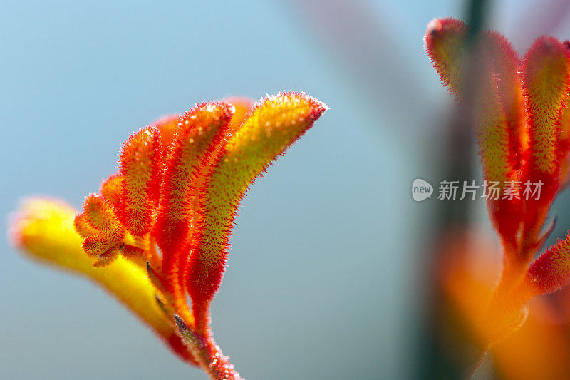 袋鼠爪红花，微距，背景与复制空间